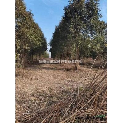 苗圃自育红叶石楠，金森女贞小苗