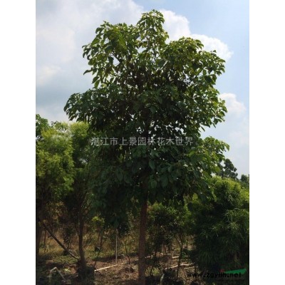 秋枫  规格树