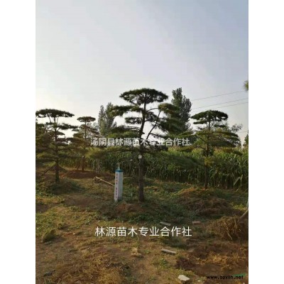 买造型油松就找林源景松