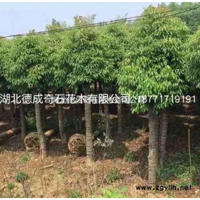 优质特价香樟4产地直销