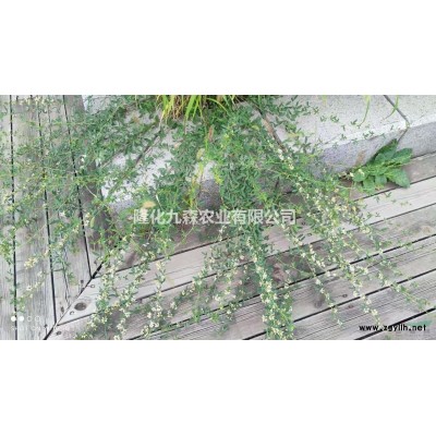 木本香薷（华北香薷）