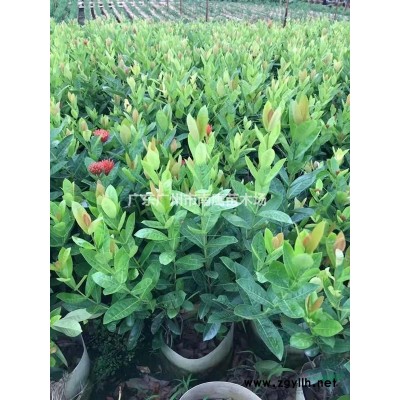 大量种植超*精品全冠桂花四季桂金桂月月桂