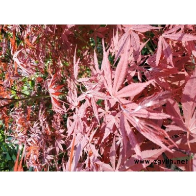 四川省资阳市安岳县剑锋苗木基地-红枫苗