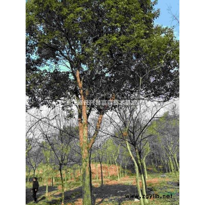 浙江湖州长兴供应精品25-38精品大香樟