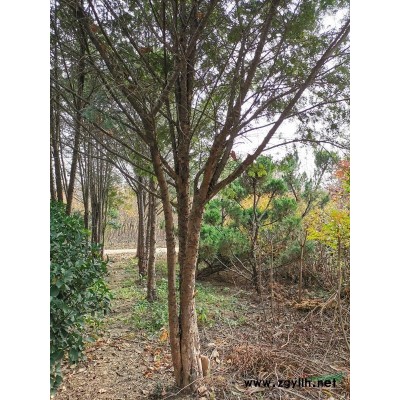 江苏沭阳供应红枫