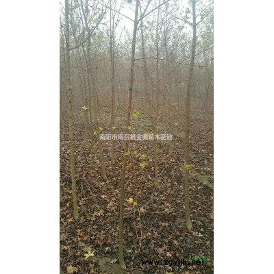 地经18公分红玉兰