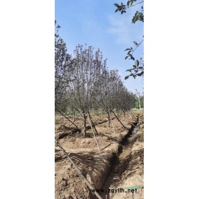 丛生蜜柚容器苗