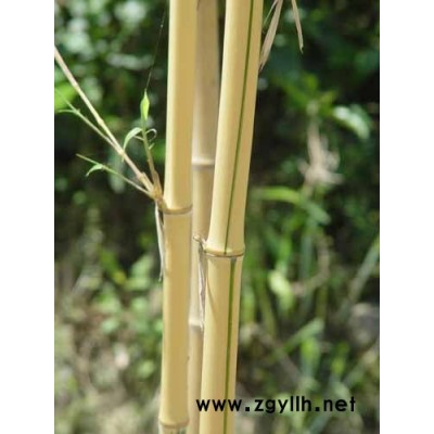 美丽箬竹盆栽苗