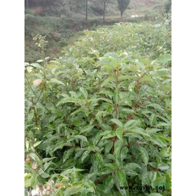 宜宾地区供应10万株油樟苗五十公分左右