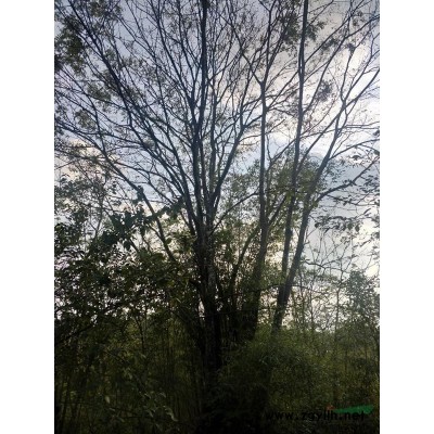 大量出售裸根截杆朴树，栾树，三角枫，榔榆，也可以带土球！