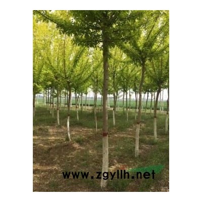 13公分到20公分法桐