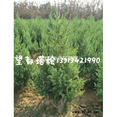 紫丁香、丛生丁香、河北丁香、定州丁香、大棵丁香