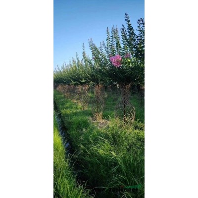 造型罗汉松出圃