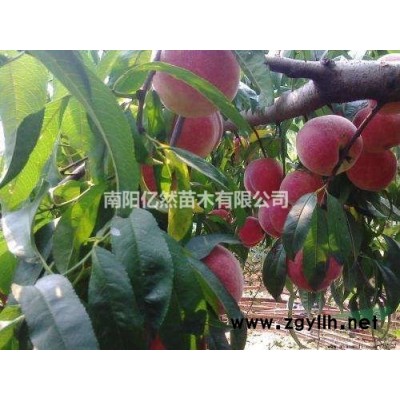 河南李子苗 南阳李子树苗批发 美国杏李子苗基地