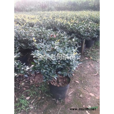 国外茶花扦插小苗火热出圃