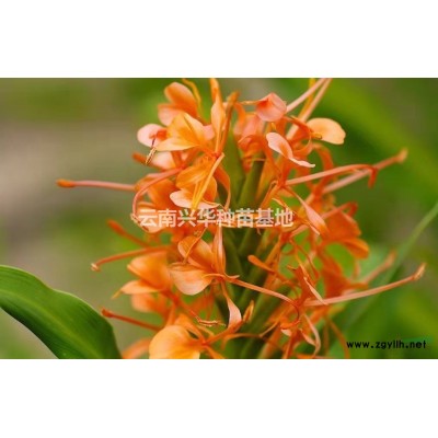 云南姜花哪里便宜/云南姜花价格优惠