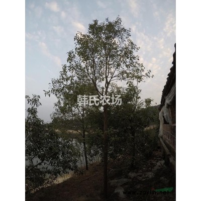 广东省佛山市地区供应13-17公分南洋杉