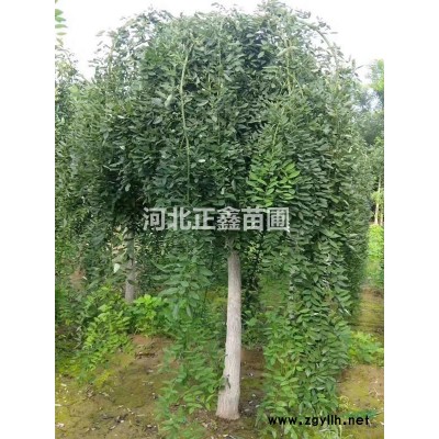 金叶榆7图片\金叶榆7报价