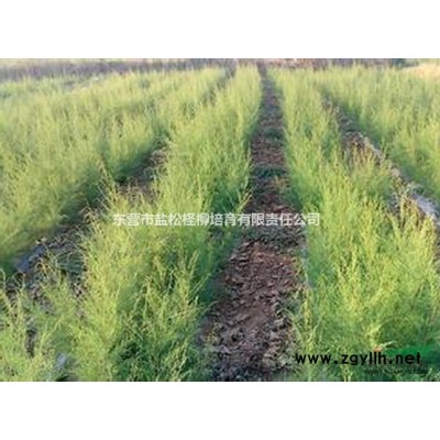 大量供应山东圣柳山东怪柳山东三春柳