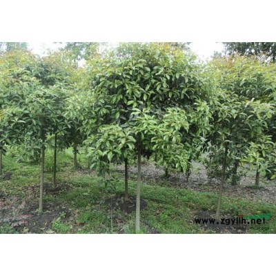 河南梨花海棠信息