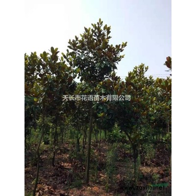 安徽天长美国红枫销售