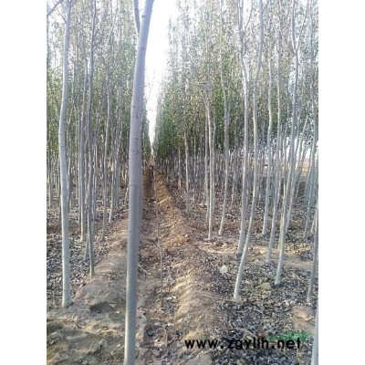 出售新疆杨