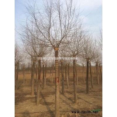 保定8公分刺槐价格百茂园林