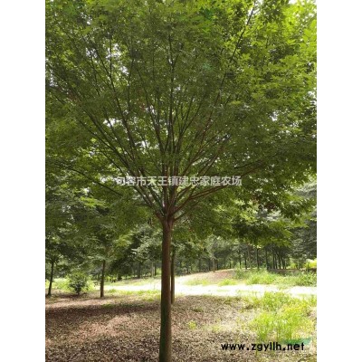 精品榉树10公分-25公分