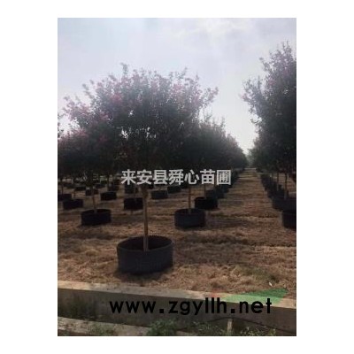 栀子花