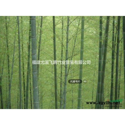 供应优质毛竹（楠竹）福建尤溪-中国毛竹之乡