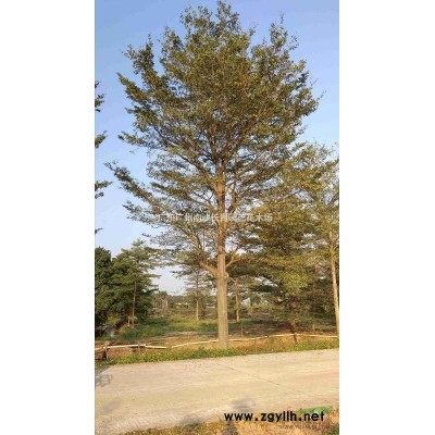 精品规格紫花风铃木