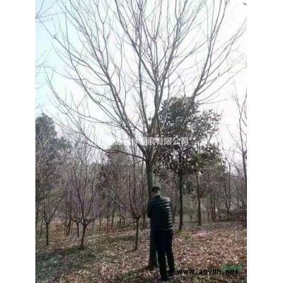 丛生乌桕小苗大量供应，江西九江基地大量出售丛生乌桕小苗，精品丛生乌桕小苗基地批发价格优惠量大从优。