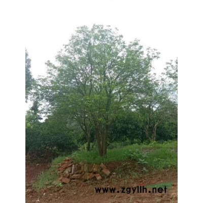 香樟栾树桂花广玉兰朴树栾树香泡香橼