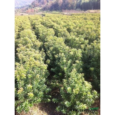 余姚杨梅基地供应4公分杨梅