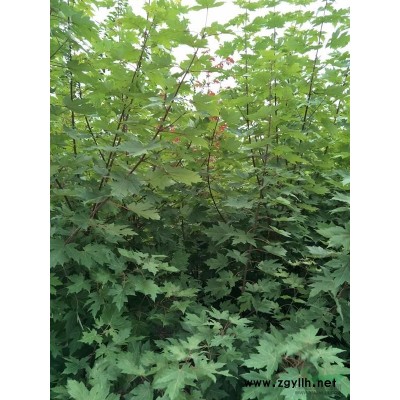 大量供应红豆杉