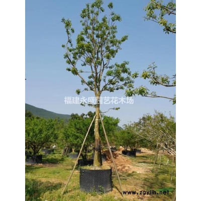 全冠香樟永盛园艺百亩园林基地直销规格*低价供应