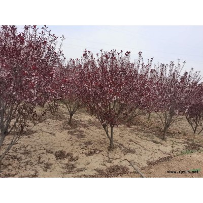 紫叶矮樱球，紫叶矮樱营养杯苗、大田苗