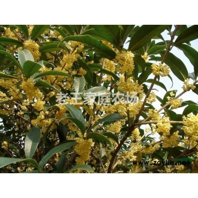 清场清场桂花树 全场70元