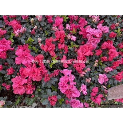 木春菊16杯13杯 高度H15~35cm 成都木春菊 长花期耐寒草花