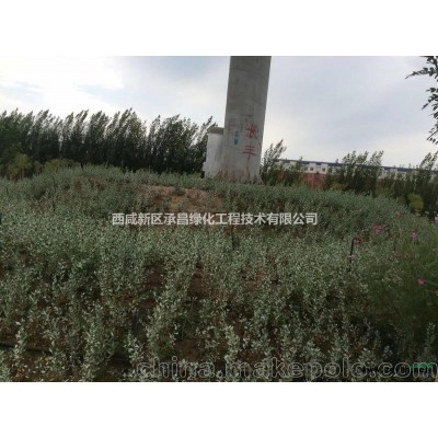 现货供应两年生沙冬青苗