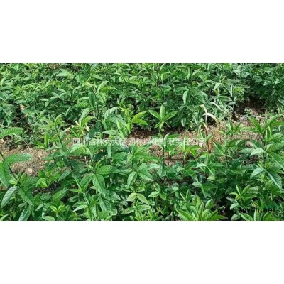 供应出售 黄花木苗，黄花木杯苗，黄花木小苗，黄花木幼苗