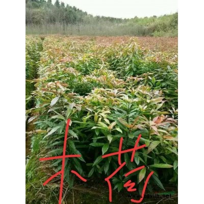 江西鸡爪槭小苗批发，江西九江鸡爪槭大量有货，