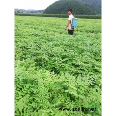 绿裤刺嫩芽小苗