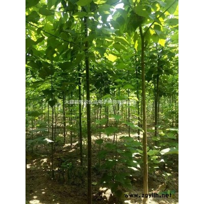 梓树价格 8公分梓树价格 10公分梓树 11公分梓树梓树多少