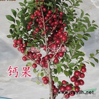 1.5米白皮松 1.5米白皮松基地 1.5米白皮松产地