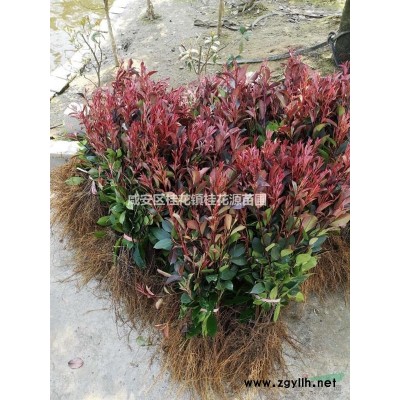 湖北红叶石楠红叶石楠苗园林绿化工程篱笆苗