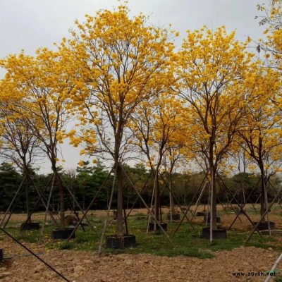 精品 黄花风铃木 20公分 假植苗 袋苗 数量100多棵