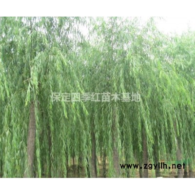 金叶白蜡价格/8公分 6公分金叶白蜡价格