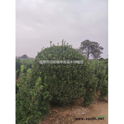 120cm大叶黄杨球，基地直销！