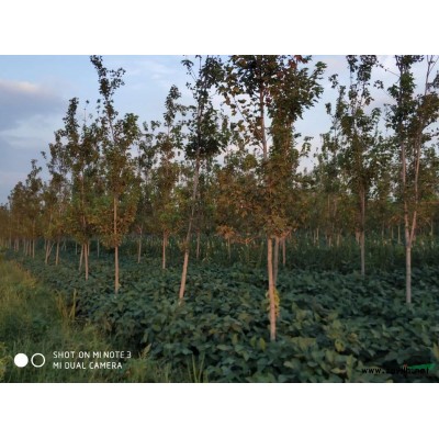 江苏紫薇*新价格